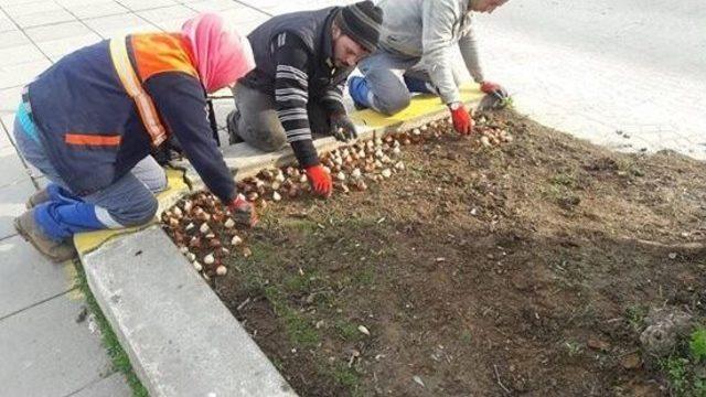 Ak&ccedil;akoca Baharı Lalelerle Karşılayacak 1
