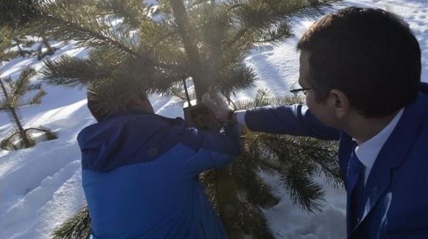 Doğada Yemleme &Ccedil;alışması