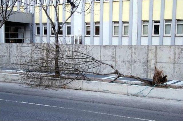 Kayseri'de Lodos Ağaçları Devirdi, Reklam Panolarını Uçurdu