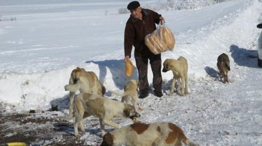 Sahipsiz Köpekleri Ekmekle Besliyor