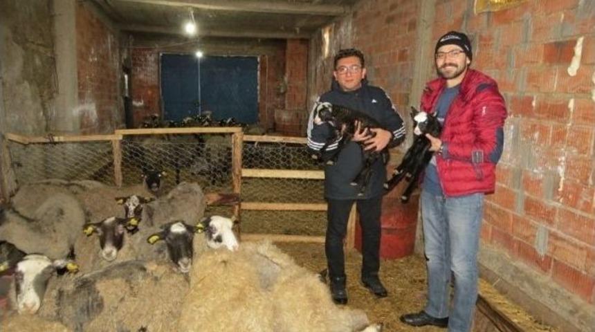 Yalıhüyük Romanov Koyunu İle Tanışıyor