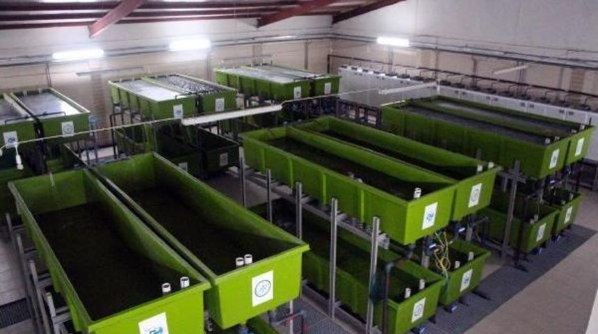 Endemik T&uuml;r Abant Alası, &Uuml;retilerek Korunuyor