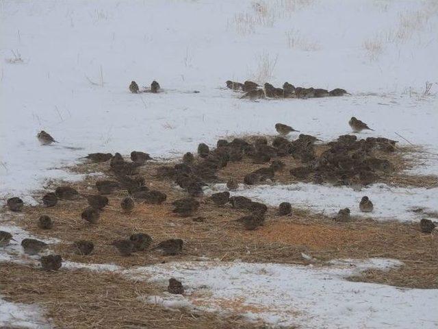 Konya’da Anadolu Yaban Koyunlarına Yem Takviyesi