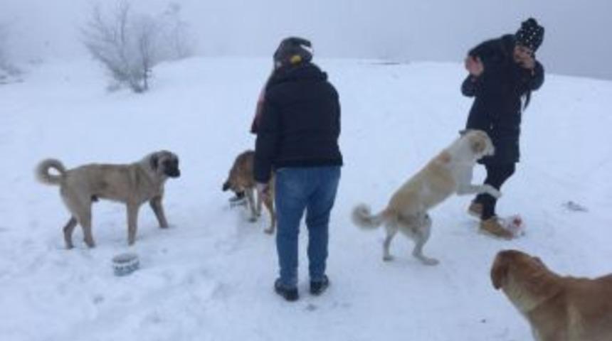 Edirne&rsquo;de Sokak Hayvanları Unutulmadı