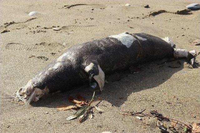 Alanya’da Ölü Akdeniz Foku Sahile Vurdu