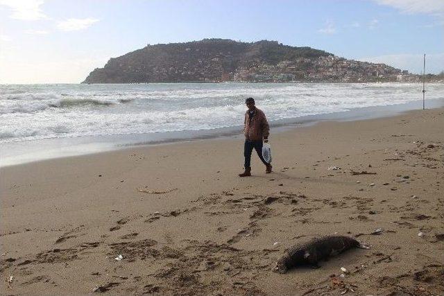 Alanya’da Ölü Akdeniz Foku Sahile Vurdu