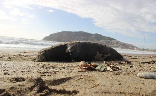 Alanya’da Ölü Akdeniz Foku Sahile Vurdu