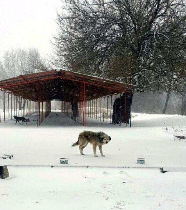 Trakya’Da Kar Ve Soğuk Hayatı Felç Etti (2)