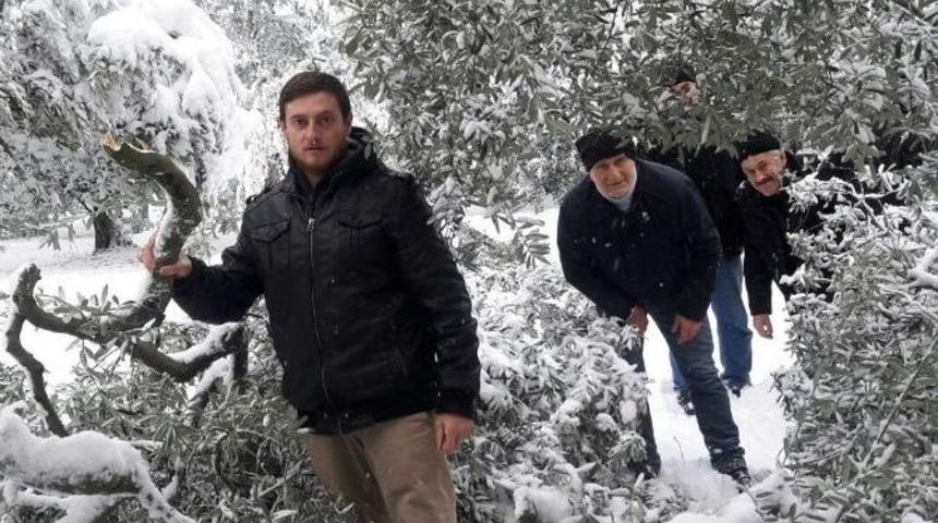 Kar Zeytin Ağa&ccedil;larını Kırdı
