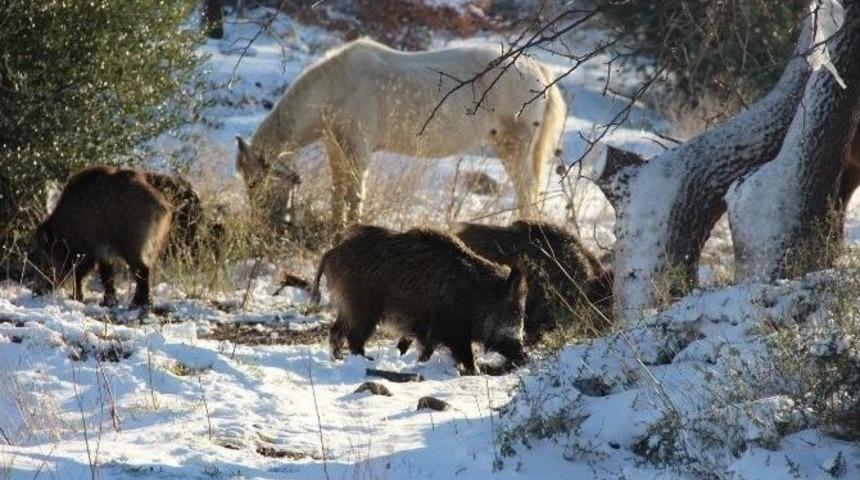 Fo&ccedil;a&rsquo;da Domuz S&uuml;r&uuml;s&uuml; Şehre İndi