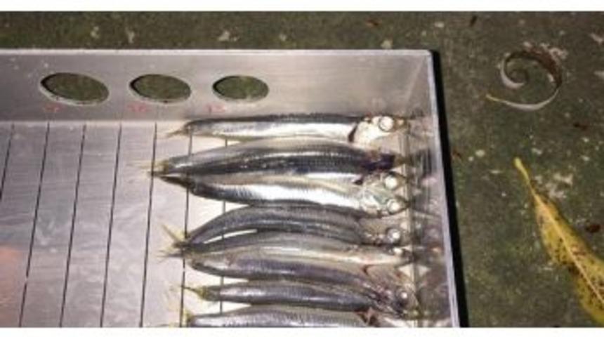 5 Ton Hamsiye El Konuldu