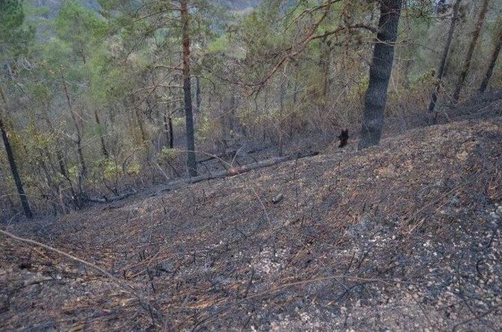 Günün Ağarmasıyla Trabzon’daki Yangının Boyutu Ortaya Çıktı G2