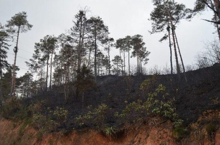 Günün Ağarmasıyla Trabzon’daki Yangının Boyutu Ortaya Çıktı G5