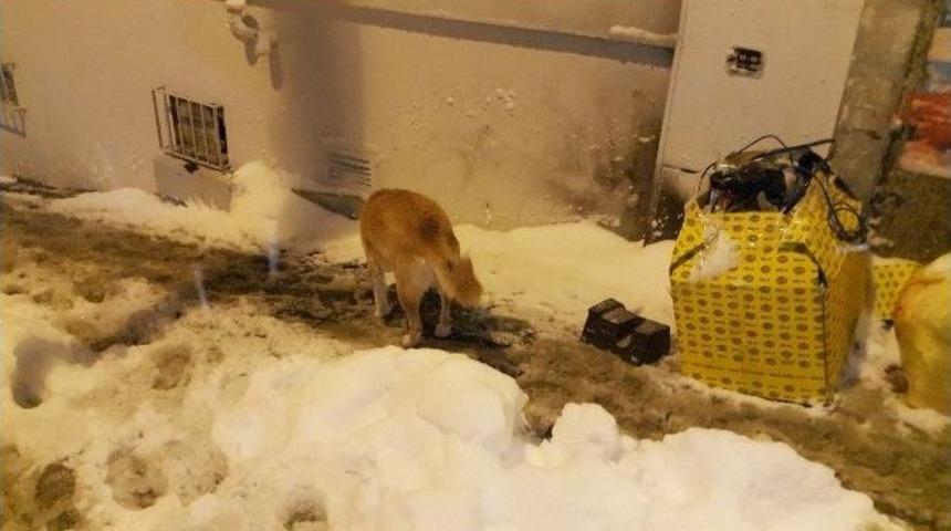 (&ouml;zel Haber) İstanbul&rsquo;da K&ouml;pekler Kar Altında Yemek Aradı