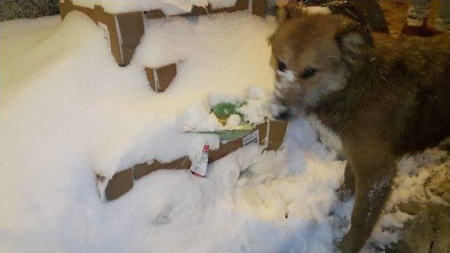 (özel Haber) İstanbul’da Köpekler Kar Altında Yemek Aradı