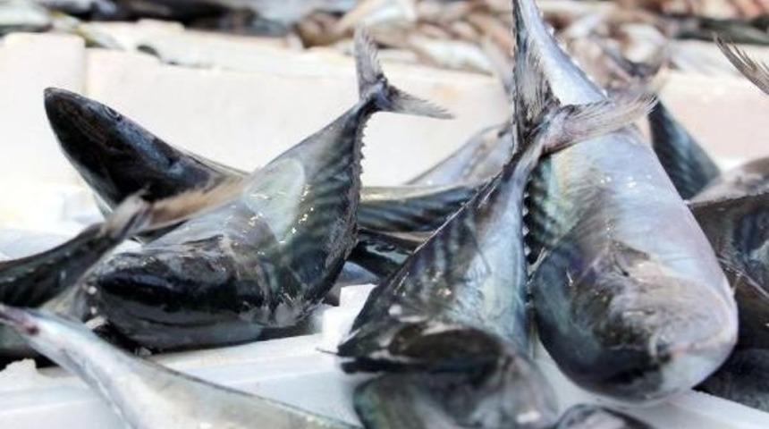 Palamut Avında Bu Sezon Rekor Kırıldı