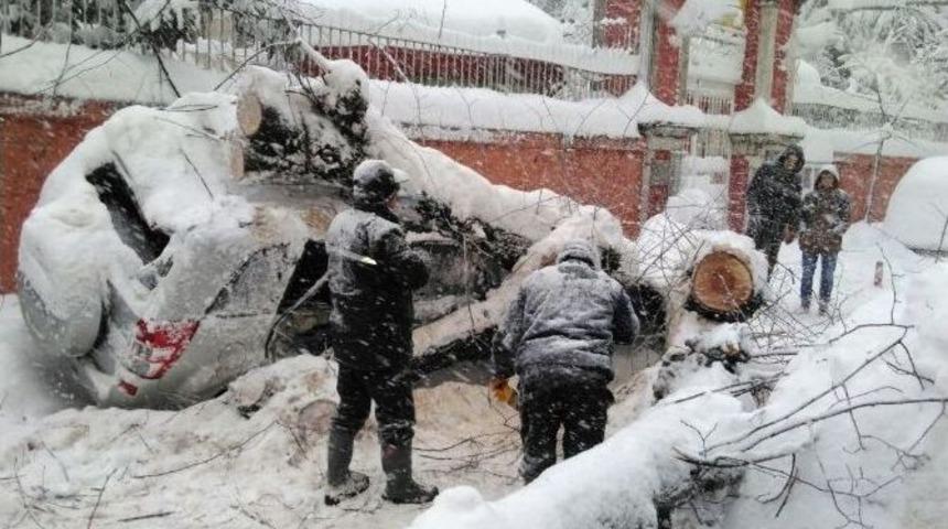 Karın Ağırlığına Dayanamayan Ağa&ccedil; Ara&ccedil;ların &Uuml;zerine Devrildi
