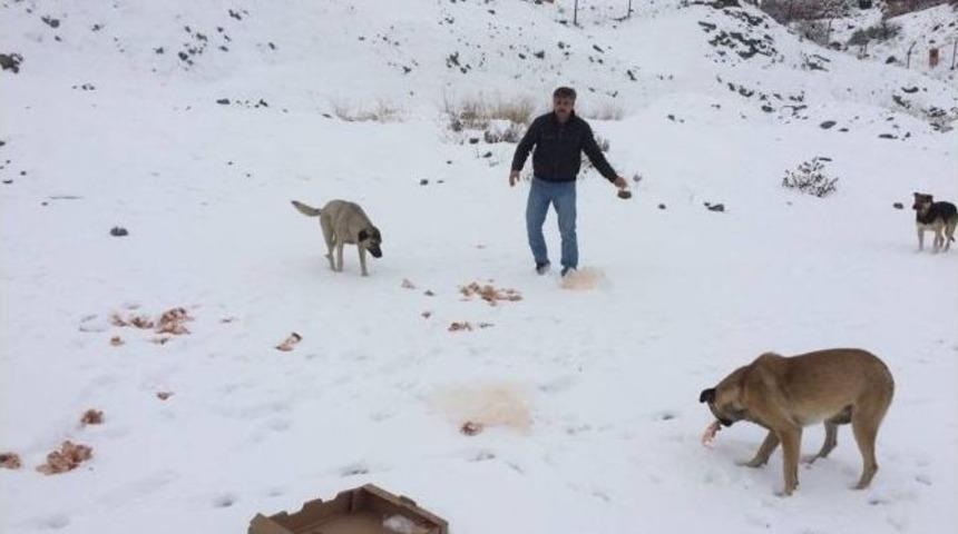 Vatandaşlar Sokak Hayvanlarını Unutmadı