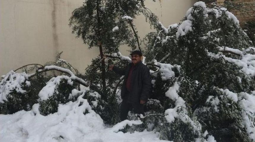 Mut&rsquo;ta 20 Yıl Sonra Yağan Kar Zeytinleri Vurdu