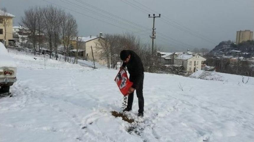 Ak&ccedil;akoca&rsquo;da Sokak Hayvanlarına Yem Bırakıldı