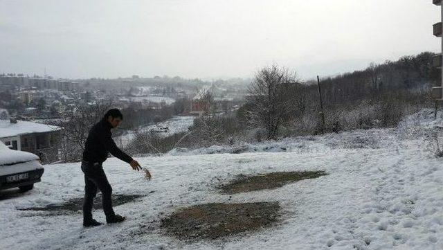 Akçakoca’da Sokak Hayvanlarına Yem Bırakıldı 1