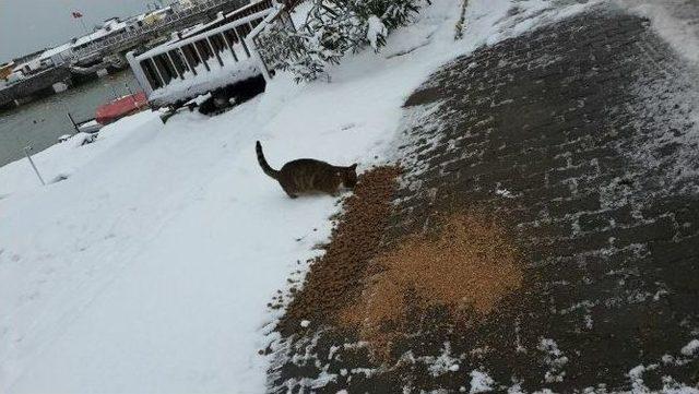 Akçakoca’da Sokak Hayvanlarına Yem Bırakıldı 3