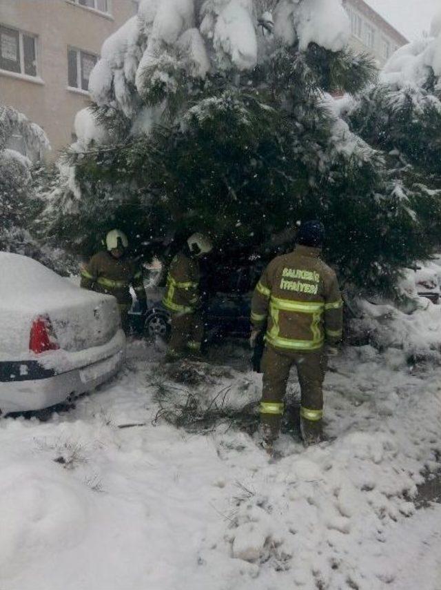 Bandırma’da Kar Yağışı 30 Ağacı Yerle Bir Etti 1