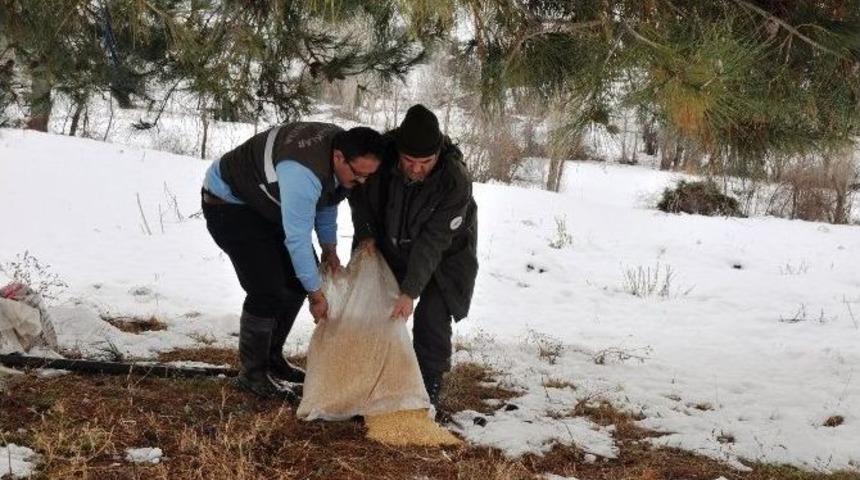 Bilecik&rsquo;te Yaban Hayvanlar İ&ccedil;in Doğaya Yem Bırakıldı