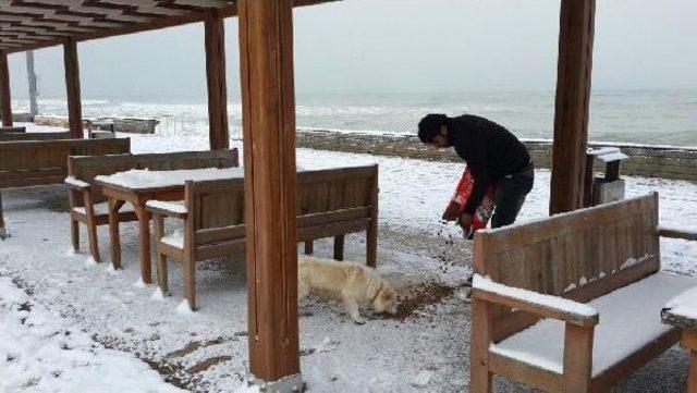 Akçakoca'da Sokak Hayvanları Için Doğaya Yem