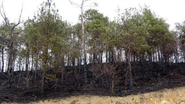 Çamburnu Tabiat Parkı'nda Çıkan Yangında 20 Hektar Sarıçam Kül Oldu