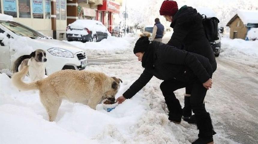 Can Dostları İ&ccedil;in Nil&uuml;fer Belediyesi Ve G&ouml;n&uuml;ll&uuml; Hayvansever Dayanışması