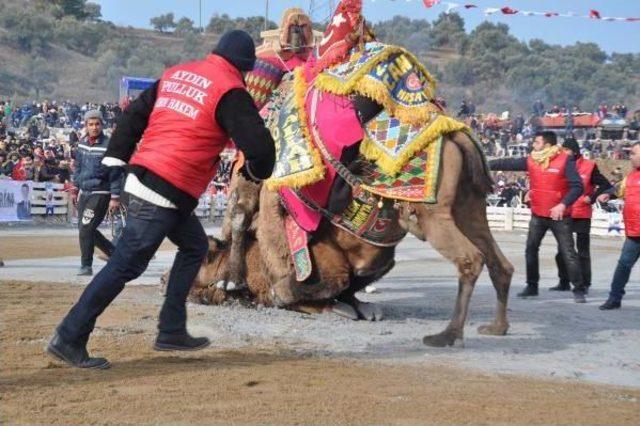 Germencik te Soğuk Havaya Rağmen Deve G&uuml;reşine B&uuml;y&uuml;k Ilgi 1