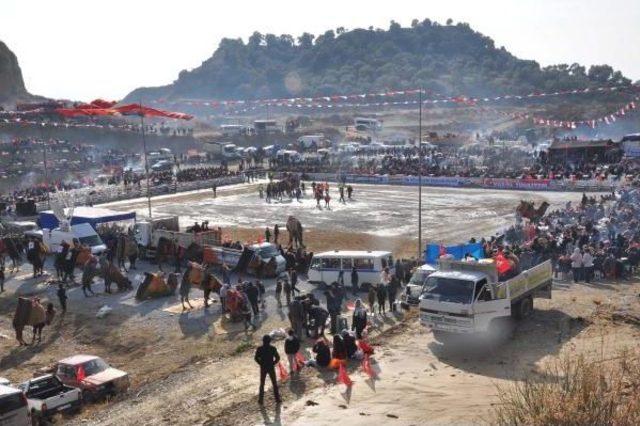 Germencik te Soğuk Havaya Rağmen Deve G&uuml;reşine B&uuml;y&uuml;k Ilgi 2