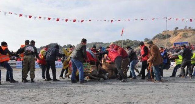 Germencik te Soğuk Havaya Rağmen Deve G&uuml;reşine B&uuml;y&uuml;k Ilgi 3