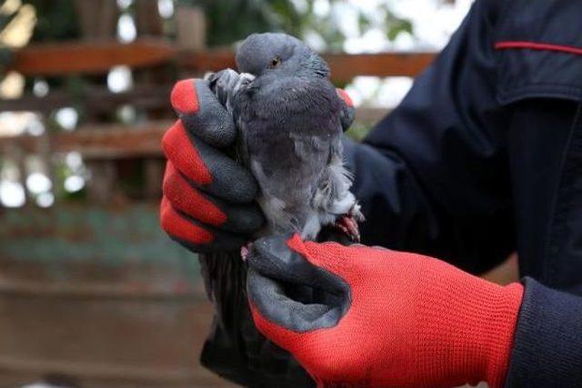 &Ccedil;atıya Ayağı Sıkışan G&uuml;vercini Itfaiye Kurtardı 2