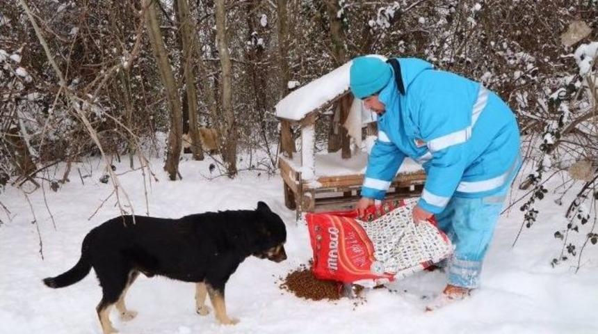 &Ccedil;ekmek&ouml;y Belediyesi Karda Sokak Hayvanları İ&ccedil;in Seferber Oldu