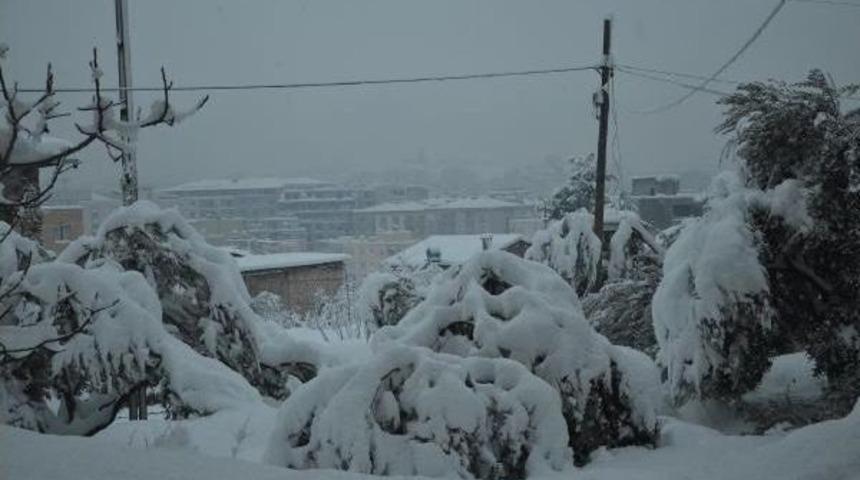 20 Yıl Sonra Gelen Kar 400 Bin Zeytin Ağacına Zarar Verdi