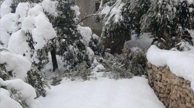 20 Yıl Sonra Gelen Kar 400 Bin Zeytin Ağacına Zarar Verdi