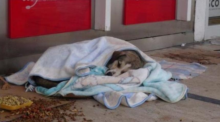 Kar Altında Kalan Sokak Hayvanlarına Kucak A&ccedil;tılar, Battaniyelere Sardılar