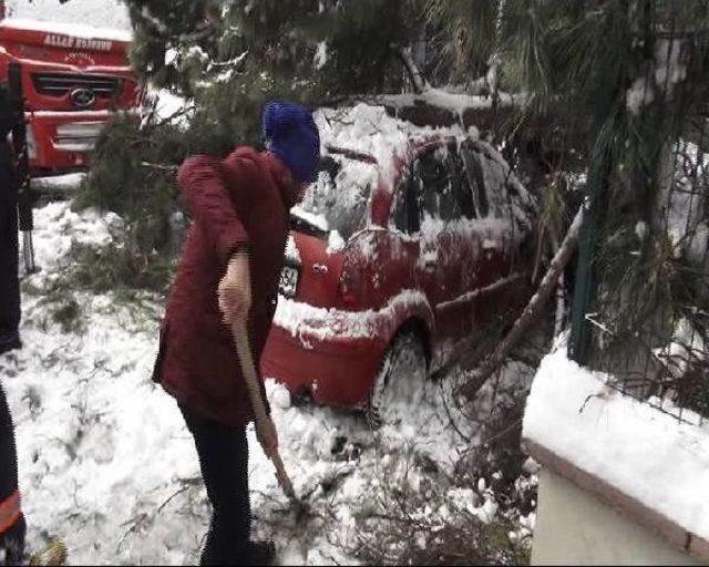 Ağaç Park Halindeki Otomobilin Üstüne Devrildi