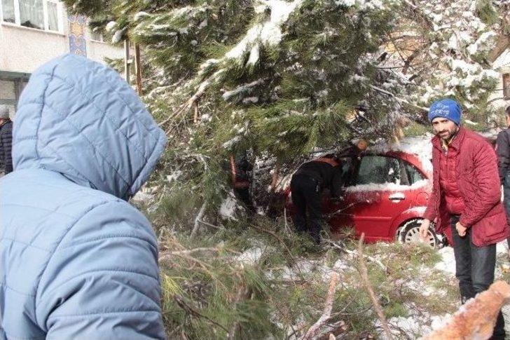 Kar, 50 Yıllık Çam Ağacını Otomobilin Üzerine Devirdi G2