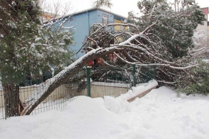 Kar, 50 Yıllık Çam Ağacını Otomobilin Üzerine Devirdi G3