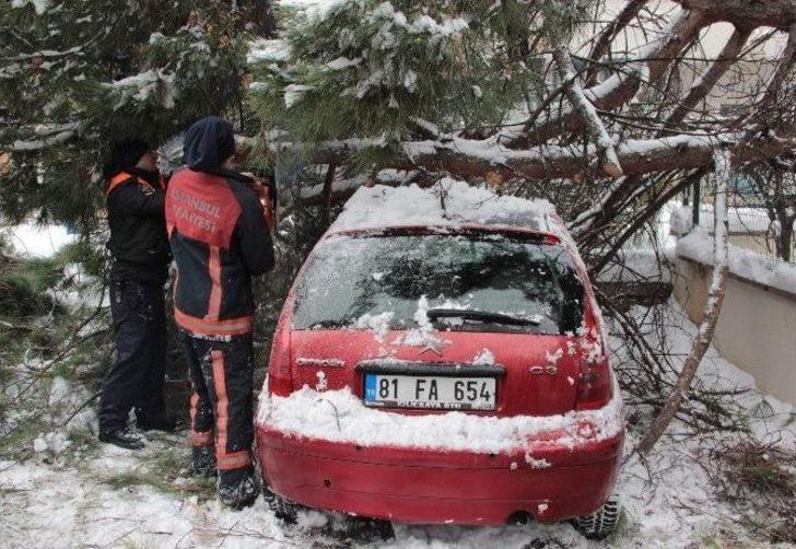 Kar, 50 Yıllık Çam Ağacını Otomobilin Üzerine Devirdi G4