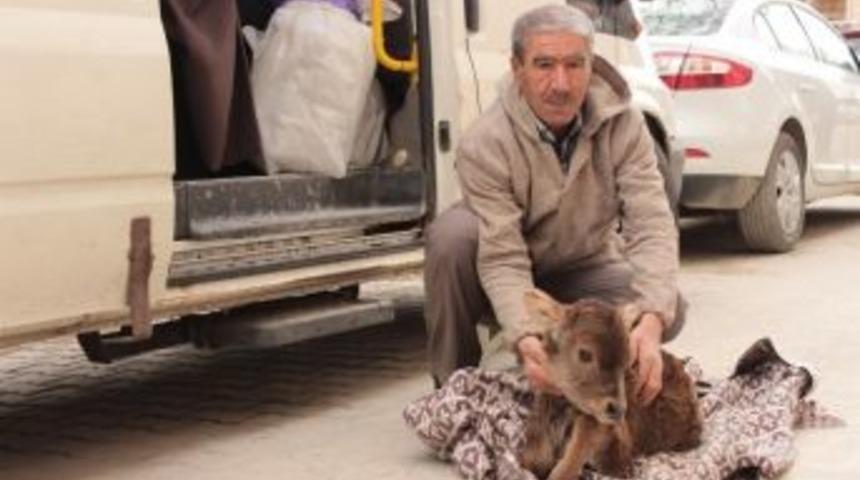 Kuyruğu Ve An&uuml;s&uuml; Olmayan Buzağısı İ&ccedil;in &Ccedil;are Arıyor