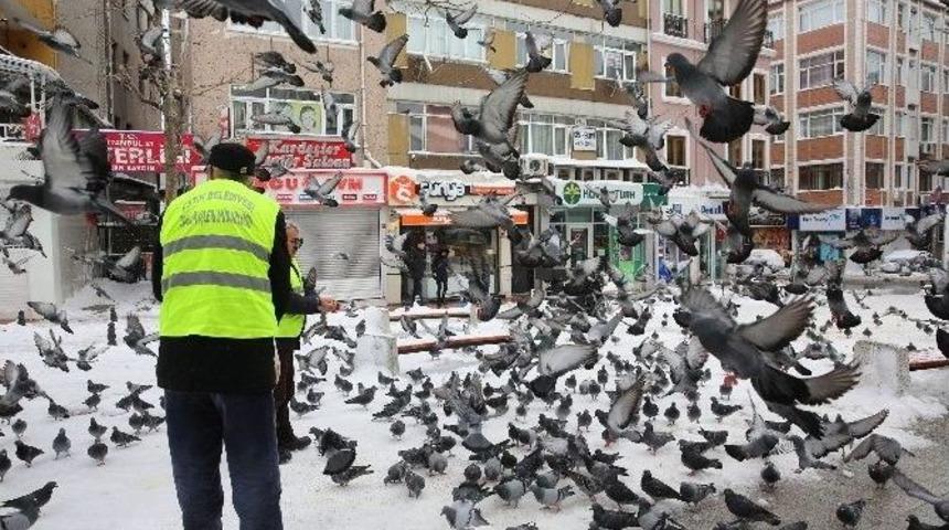 Fatih Belediyesi Sokak Hayvanlarını Yalnız Bırakmadı