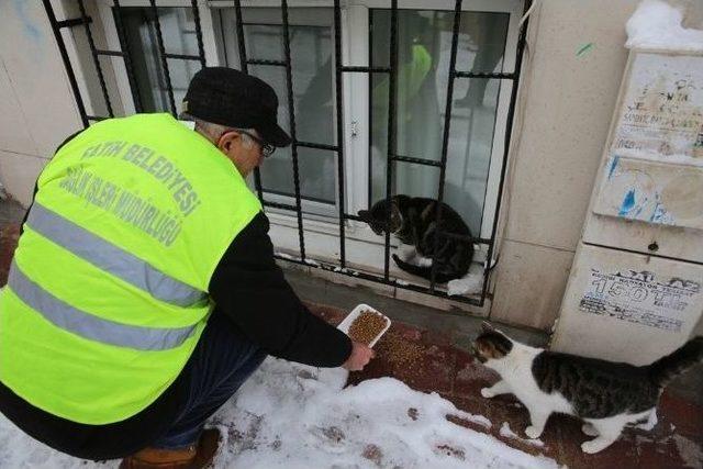 Fatih Belediyesi Sokak Hayvanlarını Yalnız Bırakmadı