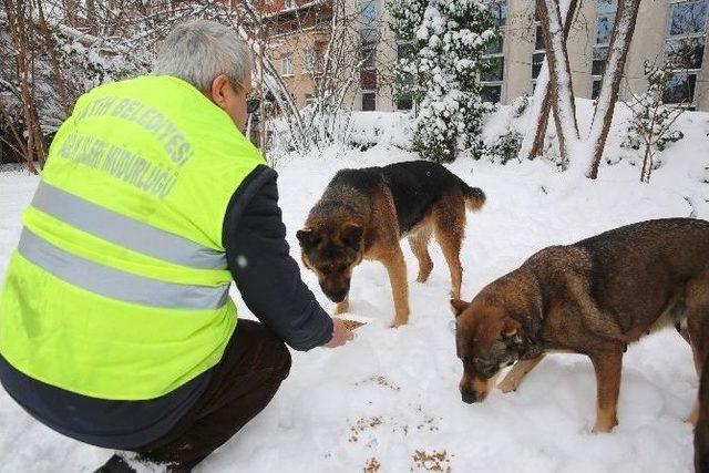 Fatih Belediyesi Sokak Hayvanlarını Yalnız Bırakmadı