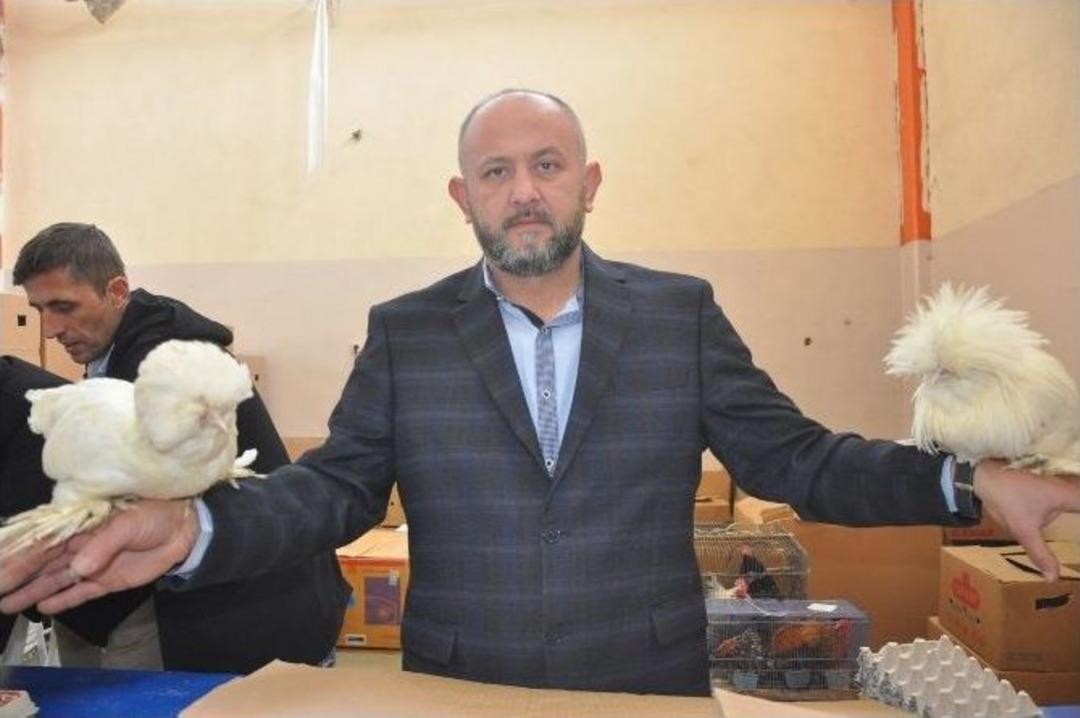 İneg&ouml;l&rsquo;de S&uuml;s Tavukları Ş&ouml;leni