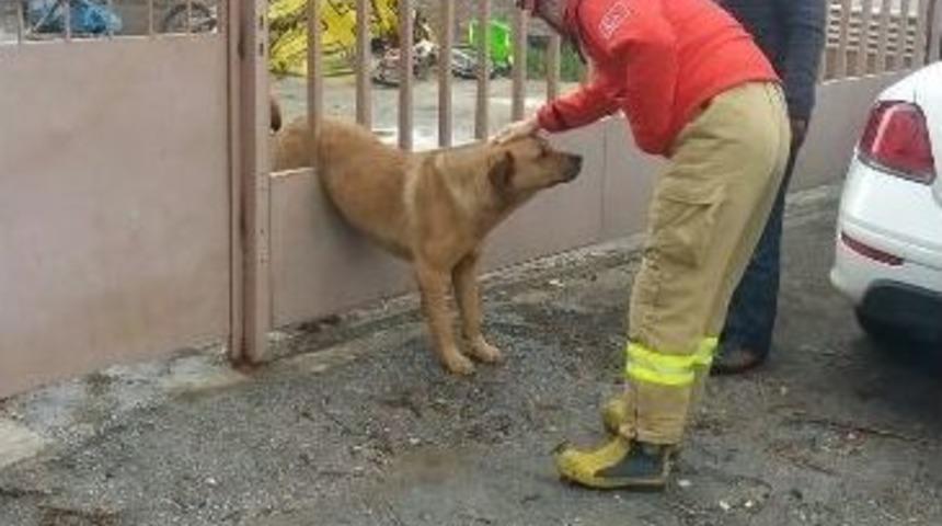 K&ouml;pek Ka&ccedil;arken Korkuluğa Sıkıştı