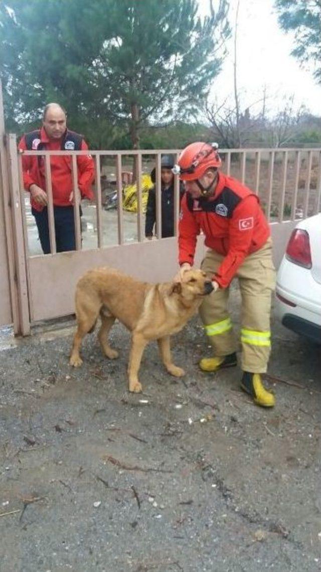 Köpek Kaçarken Korkuluğa Sıkıştı